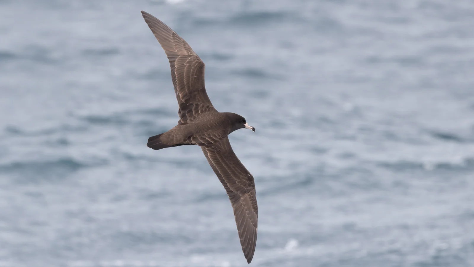 The Black Petrel (Tāiko) migrates between New Zealand and Ecuador. American Bird Conservancy scientists traveled to New Zealand to gain and share valuable information on how to protect these birds across their wide range. Photo by David Larson/Flickr (Creative Commons BY-SA 4.0)