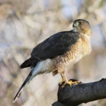 Christian Cooper describes encounters with the Cooper’s Hawk, one of several species with honorific names that will be changing in the near future.