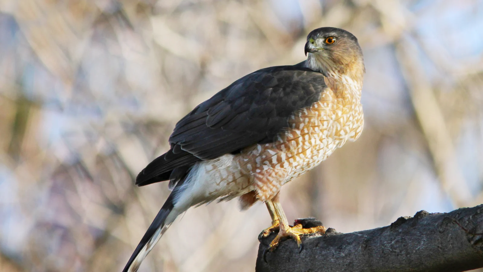 Christian Cooper describes encounters with the Cooper’s Hawk, one of several species with honorific names that will be changing in the near future.