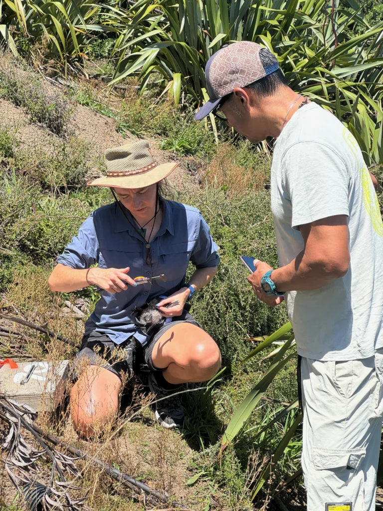 Seabird scientist Edin Whitehead of The Seabird Trust (left) bands a young Fluttering Shearwater (Pakahā) while working with ABC’s Giovanny Suárez Espín on New Zealand’s Tāwharanui Peninsula. The site is home to a restoration project for the species, which breeds only in New Zealand. Photo by Sebastián Cruz