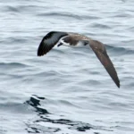 Galápagos Petrel. Photo by Nick Athanas.