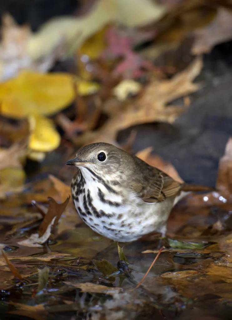 A Hermit Thrush stands in a shallow puddle surrounded by fallen leaves. Vermont recently became the first state in the country to ban the pesticide Paraquat. American Bird Conservancy has supported similar efforts to ban harmful pesticides around the country. Photo © Michael Stubblefield.