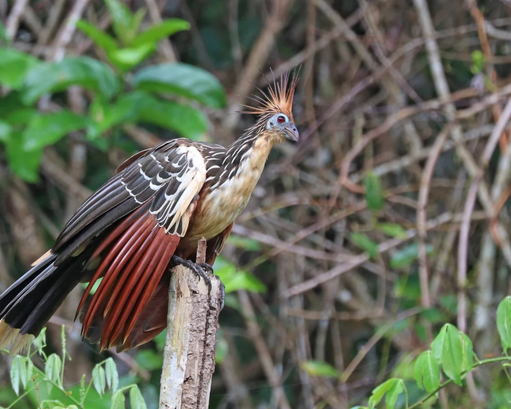 Hoatzin. Photo by David Fisher.