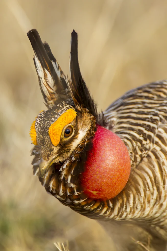 A close-up of a male Lesser Prairie-Chicken showing its raised head feathers, yellow combs over its eyes, and inflated red throat sacs. American Bird Conservancy works with partners to conserve this species. Photo by Noppadol Paothong.
