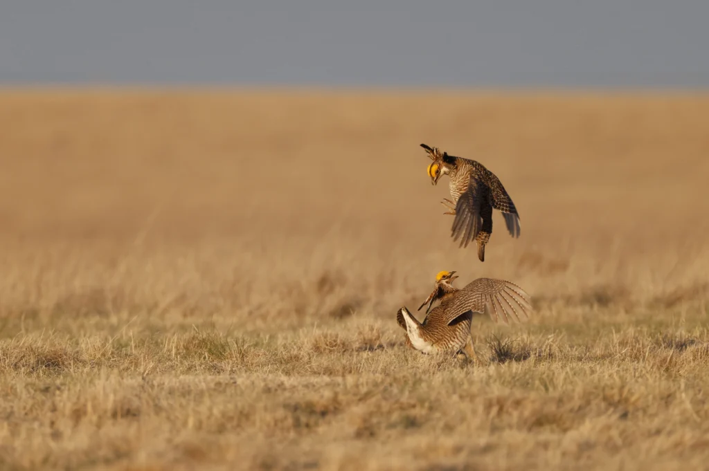 Lesser Prairie Chicken. Photo by Mike Parr.