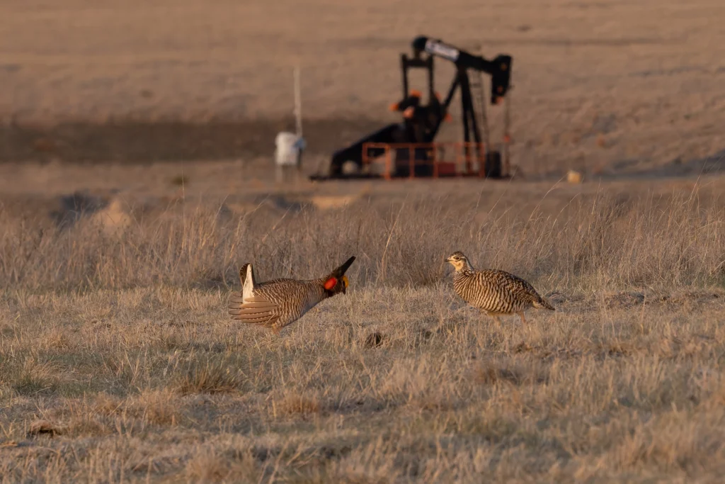 Two Lesser Prairie-Chickens, one male and one female, stand in a field of sagebrush. The male displays for the female while in the background, a pump jack extracts oil from the ground. Fossil fuel infrastructure and other development fragments the species’ grassland habitat, and hybridization with its more common relative depletes its genetic diversity. American Bird Conservancy works with partners to conserve this species. Photo by Raj Lingam.