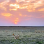 A Lesser Prairie-Chicken stands in a wide field of sagebrush with a pinkish-purple sunrise behind him. The Lesser Prairie-Chicken is experiencing steep declines, and collaboration between private landowners and conservationists may help the struggling species. Photo by Noppadol Paothong.
