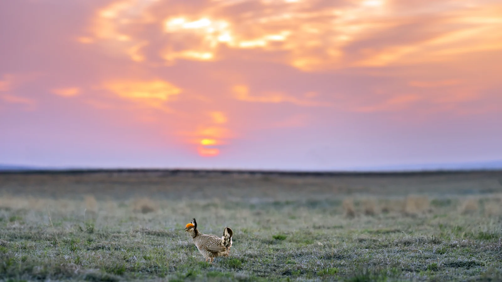 A Lesser Prairie-Chicken stands in a wide field of sagebrush with a pinkish-purple sunrise behind him. The Lesser Prairie-Chicken is experiencing steep declines, and collaboration between private landowners and conservationists may help the struggling species. Photo by Noppadol Paothong.