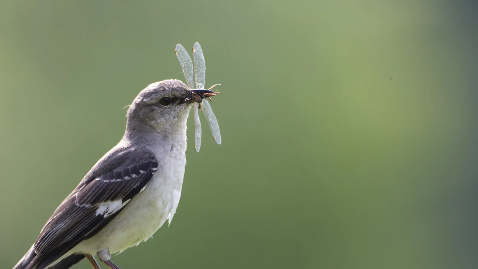 A Northern Mockingbird carries an insect in its beak. New policy efforts championed by American Bird Conservancy in a number of U.S. states seek to reduce the use of harmful chemicals, which can directly poison birds and deplete insects birds need for food. Photo © Michael Stubblefield.