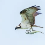 An Osprey in flight clutching a fish in its talons. Ospreys in the Chesapeake Bay are declining due to a lack of menhaden, a fish vital for growing chicks, says American Bird Conservancy. Photo by Larry Master/masterimages.org.