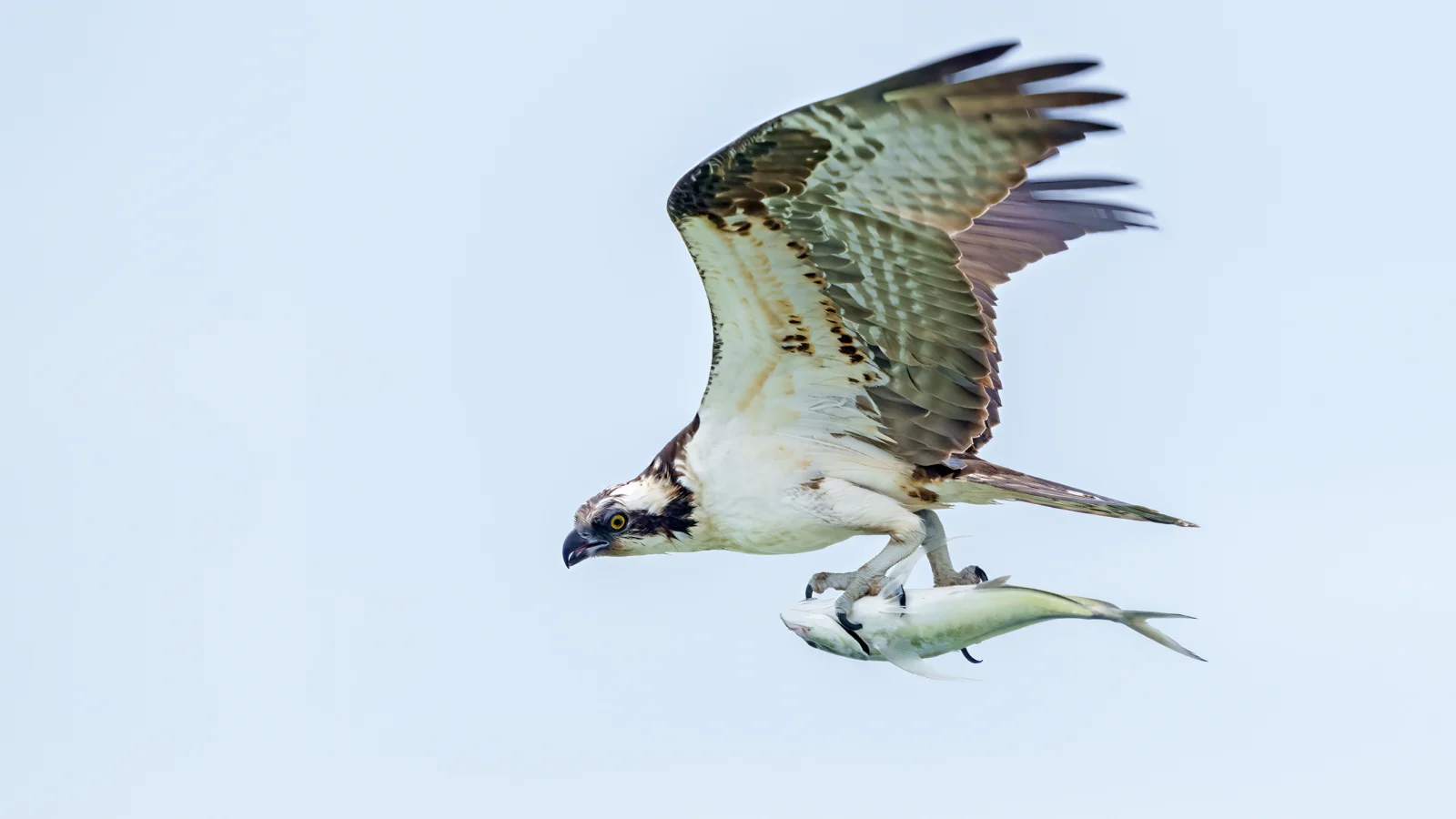 An Osprey in flight clutching a fish in its talons. Ospreys in the Chesapeake Bay are declining due to a lack of menhaden, a fish vital for growing chicks, says American Bird Conservancy. Photo by Larry Master/masterimages.org.