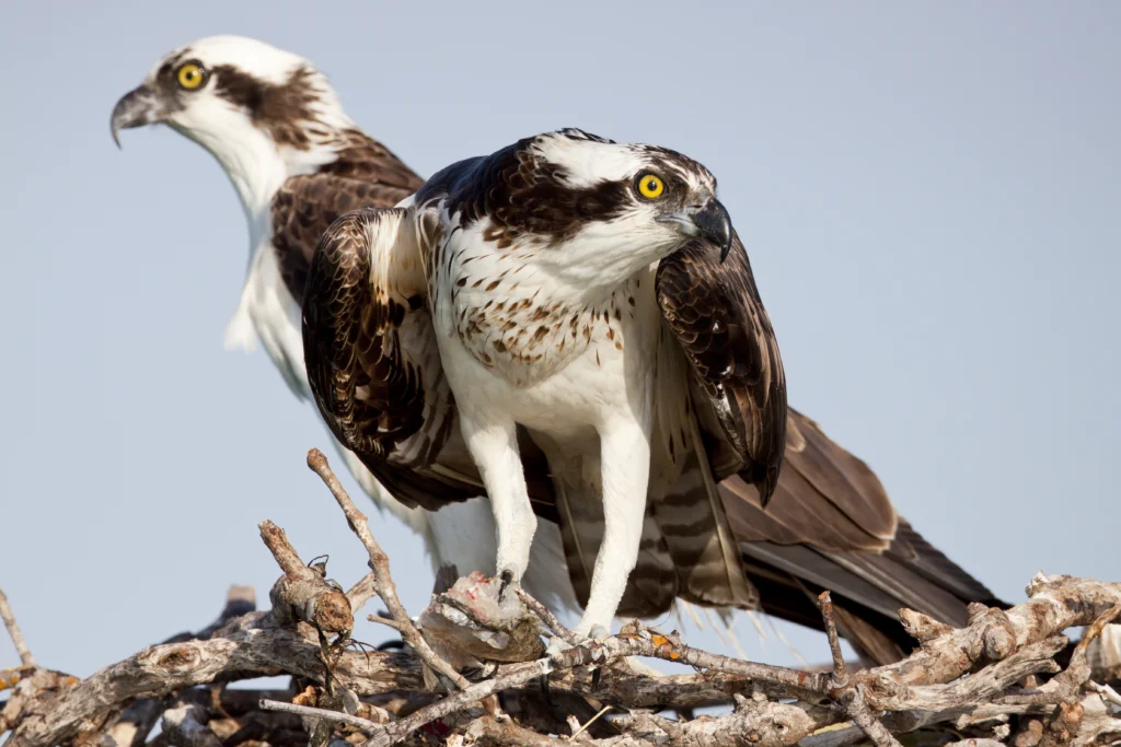 Two Ospreys stand atop a platform nest made of twigs. Ospreys in the Chesapeake Bay are declining due to a lack of menhaden, a fish vital for growing chicks, says American Bird Conservancy. Photo by Larry Master/masterimages.org.