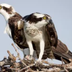 Two Ospreys stand atop a platform nest made of twigs. Ospreys in the Chesapeake Bay are declining due to a lack of menhaden, a fish vital for growing chicks, says American Bird Conservancy. Photo by Larry Master/masterimages.org.