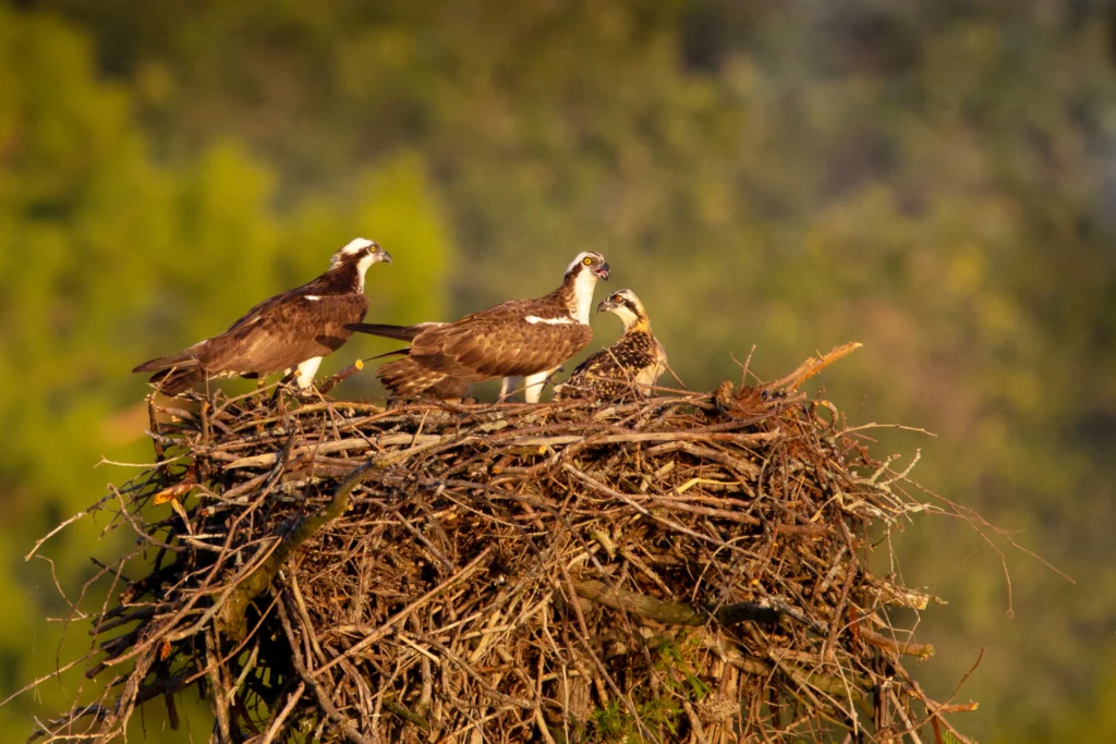 Two adult Ospreys with a juvenile in a nest. Ospreys in the Chesapeake Bay are declining due to a lack of menhaden, a fish vital for growing chicks, says American Bird Conservancy. Photo by Kannan Sundaram/Shutterstock.