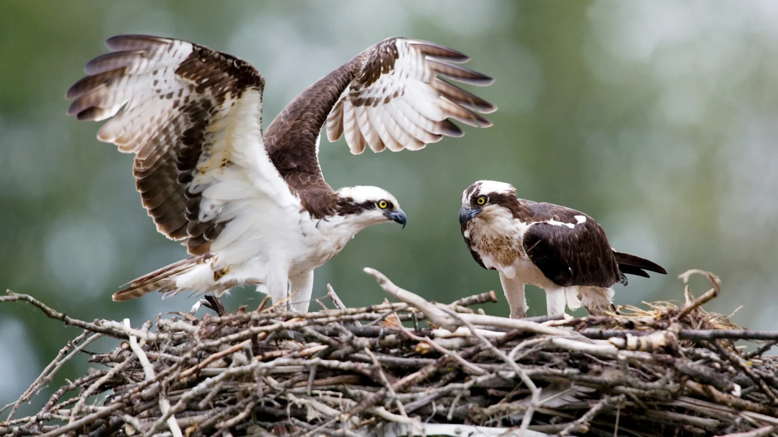 Two Ospreys land in a large platform nest made of sticks. Ospreys in the Chesapeake Bay are struggling to raise chicks because of a lack of menhaden, the staple of young Ospreys’ diets. Photo by Tom Middleton/Shutterstock.