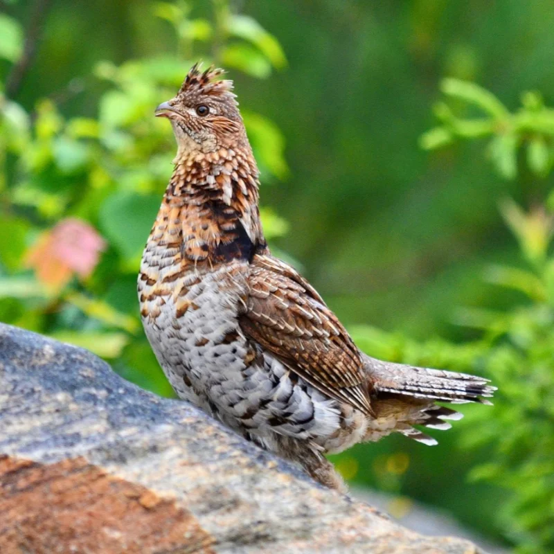 Ruffed Grouse by Bob Hilscher / Shutterstock