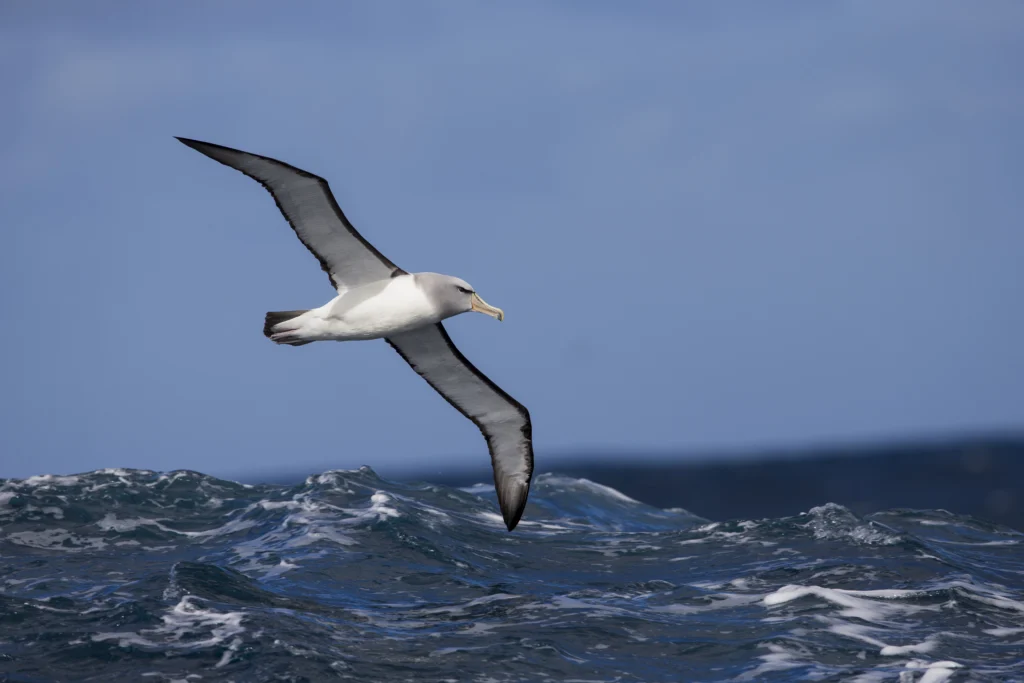 The Vulnerable Salvin’s Albatross (Toroa) breeds primarily on islands around New Zealand and ranges throughout the South Pacific during the nonbreeding season. It is one of the species American Bird Conservancy scientists are working to protect by preventing fisheries bycatch. Photo by © Michael Stubblefield