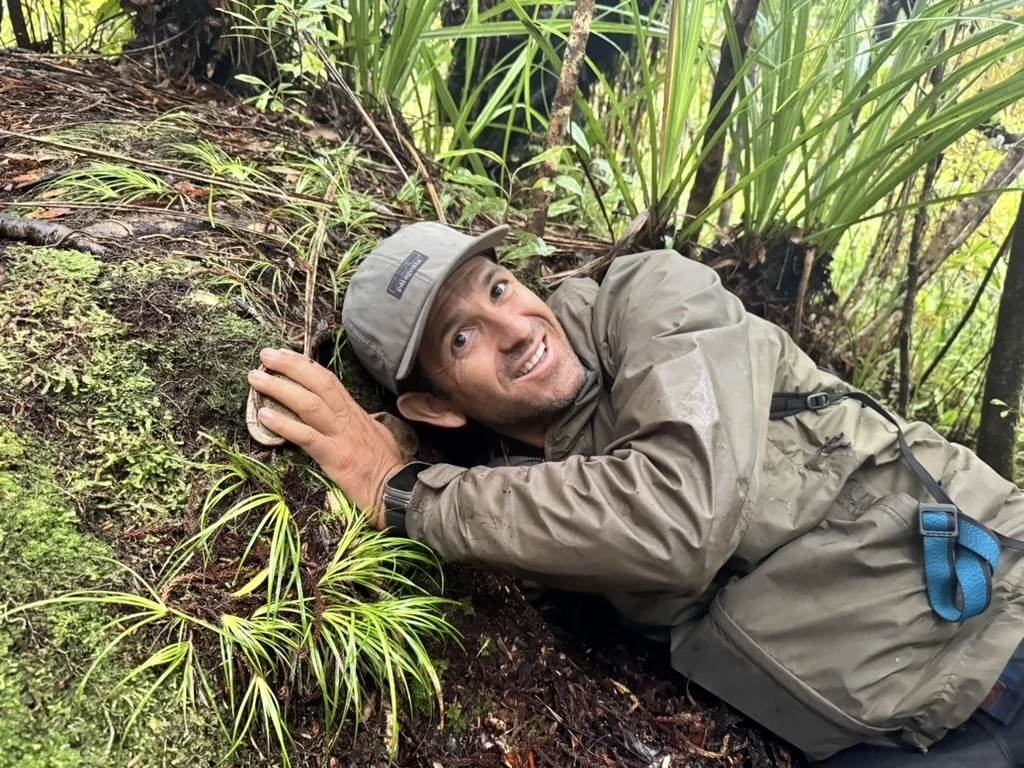 Sebastián Cruz, American Bird Conservancy’s Marine Program Coordinator for South America, reaches into a Black Petrel burrow on New Zealand’s Great Barrier Island. A licensed bird handler, his goal was to check a petrel’s leg-band number. Photo by Giovanny Suárez Espín.