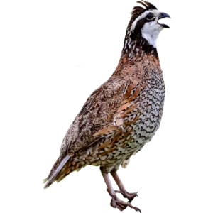 Northern Bobwhite. Photo by Walter Eastland, Shutter Stock.
