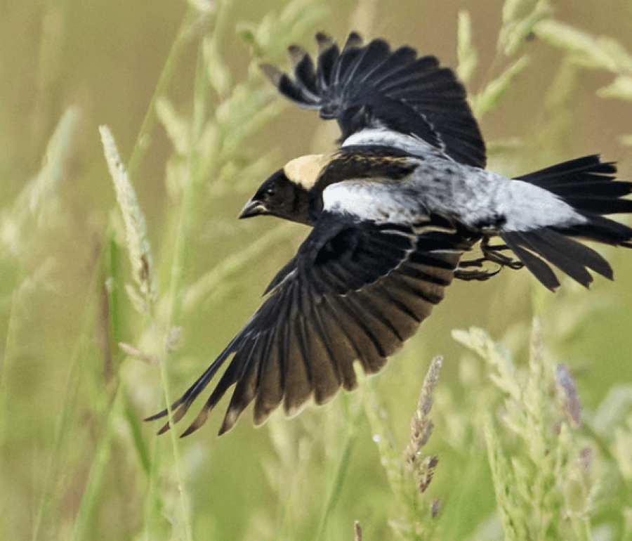 Bobolink by Ryan Mense