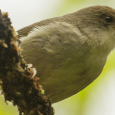 As Extinctions Loom, Conservationists Race to Save Vanishing Hawaiian Honeycreepers
