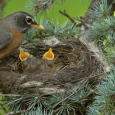 How to Help Chicks and Fledglings This Breeding Season