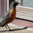 A Win for Birds: Court Upholds Bird-Friendly Building Ordinance in Wisconsin