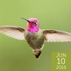 Anna's Hummingbird, Keneva Photography, Shutterstock