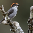 Bezos Earth Fund Bets on Birds: Invests $12 Million in New Latin America-U.S. “Conserva Aves” Partnership to Address Climate and Nature Crises in the Tropical Andes