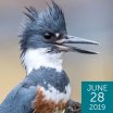 Belted Kingfisher, Collins93, Shutterstock