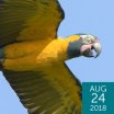 Blue-throated Macaw, Gerrit Vyn