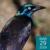Common Grackle, Conservationist, Shutterstock