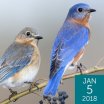 Eastern Bluebird, Bonnie Taylor Barry, Shutterstock