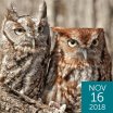 Eastern Screech-Owls, Lori Labrecque, Shutterstock