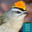 Golden-crowned Kinglet, Double Brow Imagery, Shutterstock