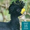 Great Curassow, Kevin Ager, www.kevinagur.uk