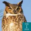 Great Horned Owl, Phaeton Place, Shutterstock