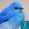 Mountain Bluebird, Double Brow Imagery, Shutterstock