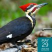 Pileated Woodpecker, Orhan Cam, Shutterstock