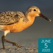 Red Knot, Ray Hennessy, Shutterstock