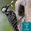 Red-cockaded Woodpecker by USFWS