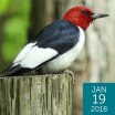 Red-headed Woodpecker,