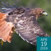 Red-tailed Hawk, Scenic Shutterbug, Shutterstock