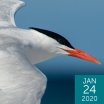 Royal Tern, Owen-Deutsch