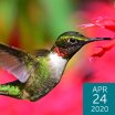 Ruby-throated Hummingbird, Joel Trick, Shutterstock