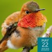 Rufous Hummingbird, punkbirdr, Shutterstock