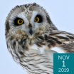 Short-eared Owl, Larry Master, www.masterimages.org