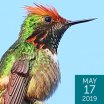 Short-crested Coquette, Greg Homel Natural Elements Productions