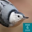 White-breasted Nuthatch, Betty Rizzotti