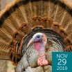 Wild Turkey, Agnieszka Bacal, Shutterstock